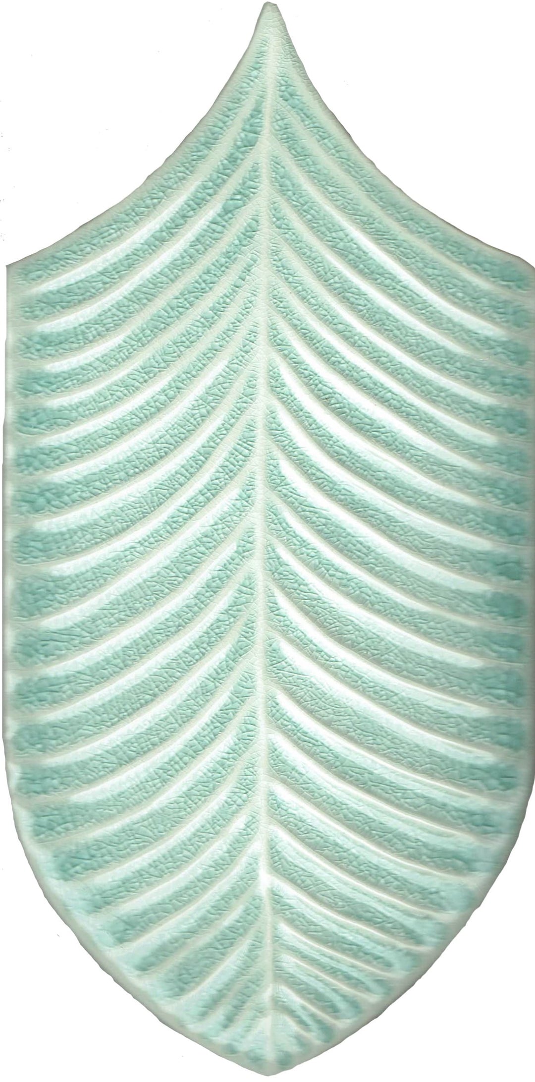 Calathea
